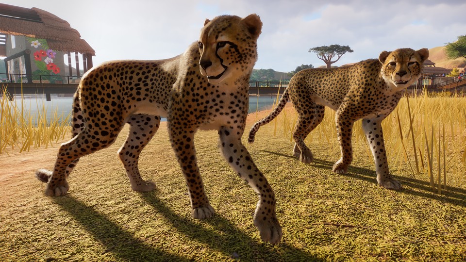 Gepardi, sloni, antilopy. Planet Zoo se hemží exotickými zvířaty.