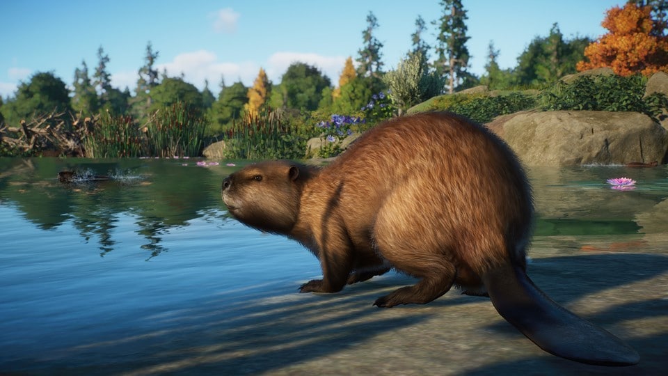 The beaver is an exciting addition from the North America Pack. The beavers get their own ponds in which to build their timber dams.