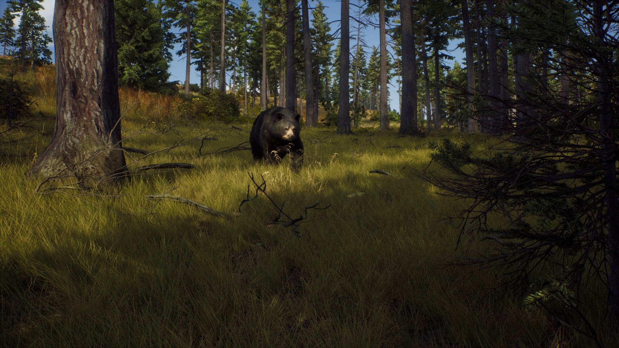 (De machtige zwarte beer kan alleen worden gevangen met goede planning en een beetje geluk.)
