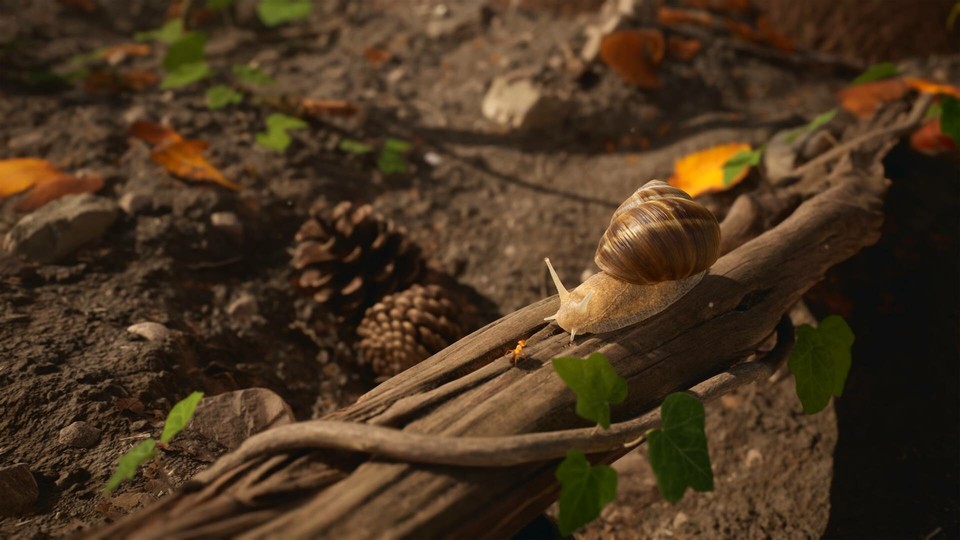 (Por supuesto, hay muchos otros animales además de las hormigas que viven en el bosque. Por ejemplo, este pedazo de caracol)