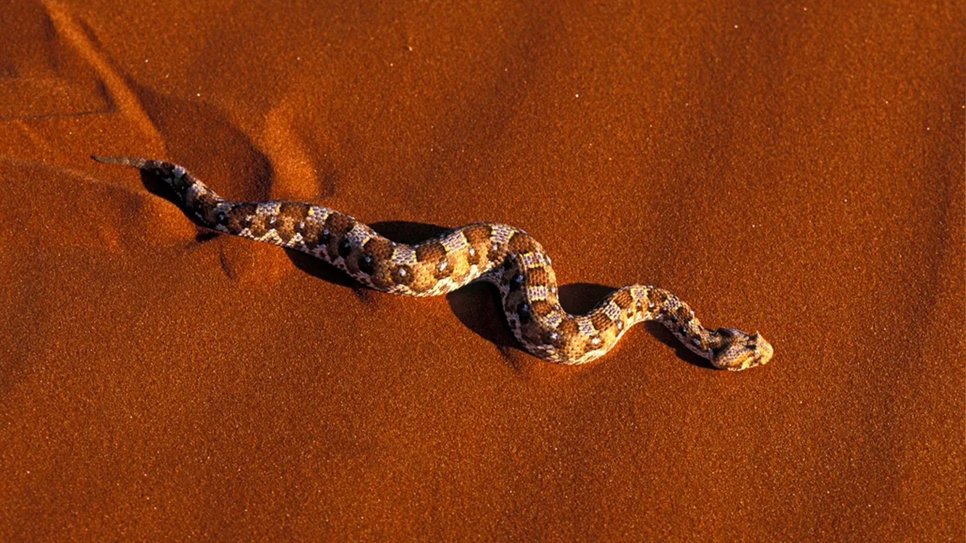 (Prachtig om te herkennen: Het gekronkel van de slang. (Afbeelding: BBC))